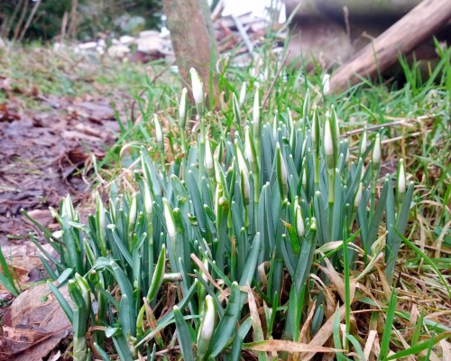 De eerste sneeuwklokjes