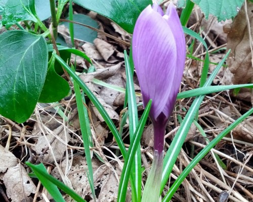 Een krokus roept lente