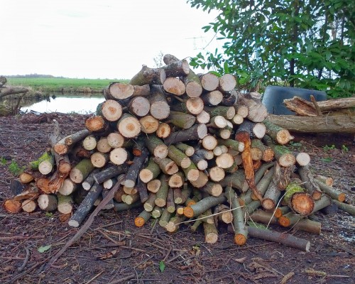 Stapeltje vers gezaagd kachelhout