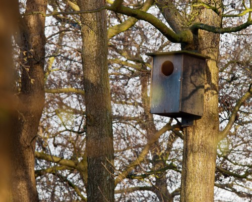 Nestkast voor Bosuilen