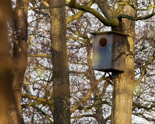 Nestkast voor Bosuilen