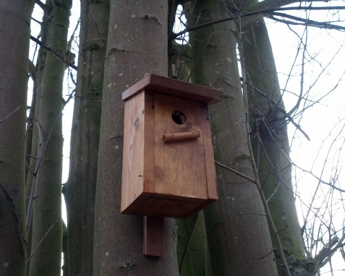 Mezenkast in de beukenboom