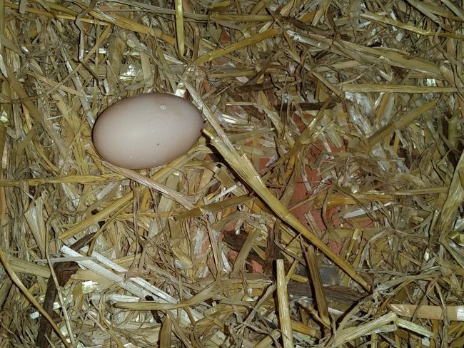 Van de Kip en het Ei